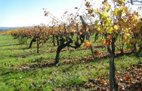 Vignes à l'automne